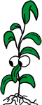 b-plant-1.png